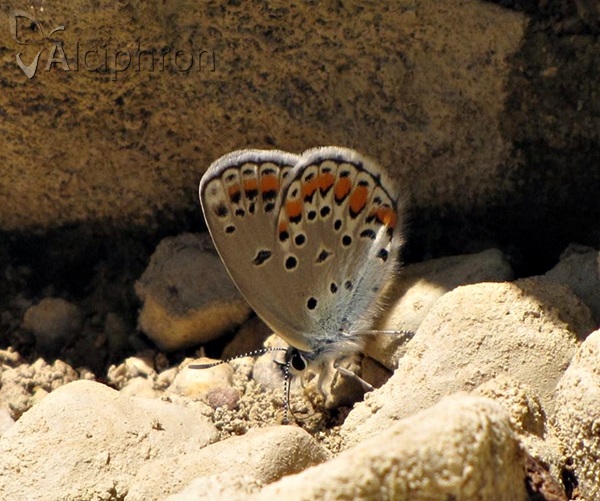 Kretania sephirus