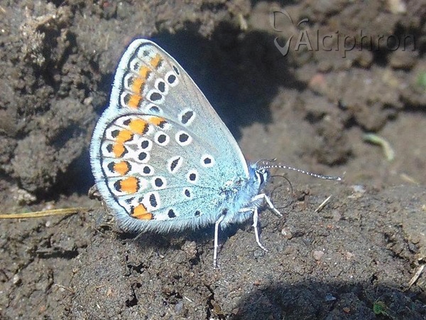 Kretania sephirus