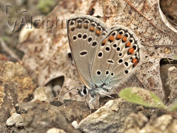 Kretania sephirus