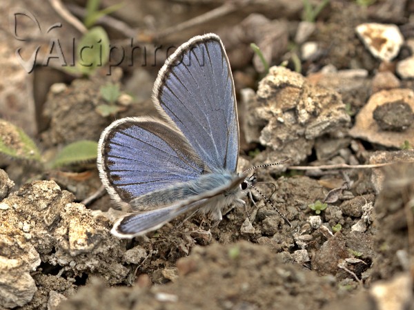 Kretania sephirus