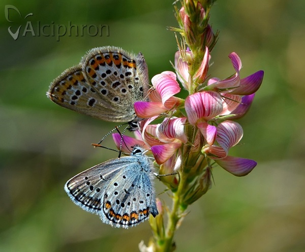 Plebejus argus