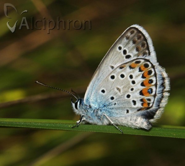 Plebejus argus