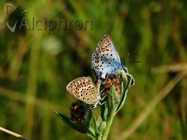 Plebejus argus