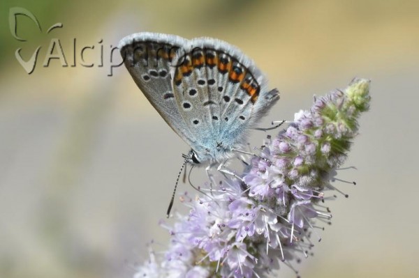 Plebejus argus