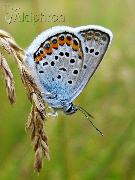Plebejus argus