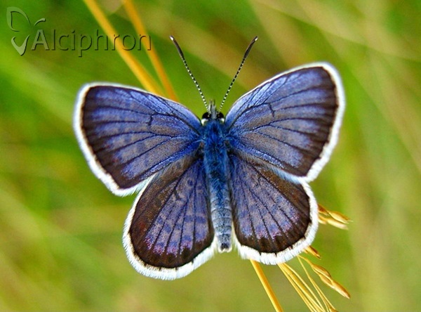 Plebejus argus