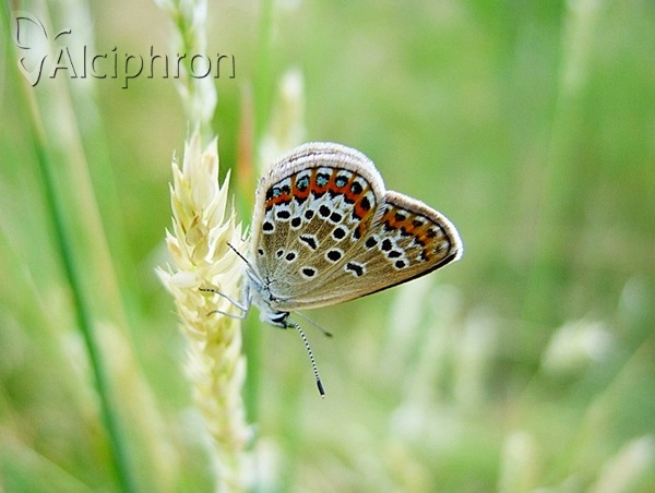 Plebejus argus