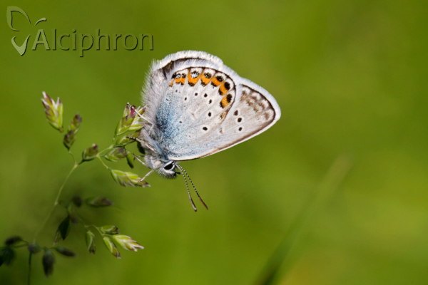 Plebejus argus