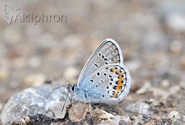Plebejus argus