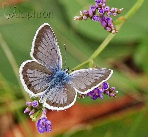 Plebejus argus