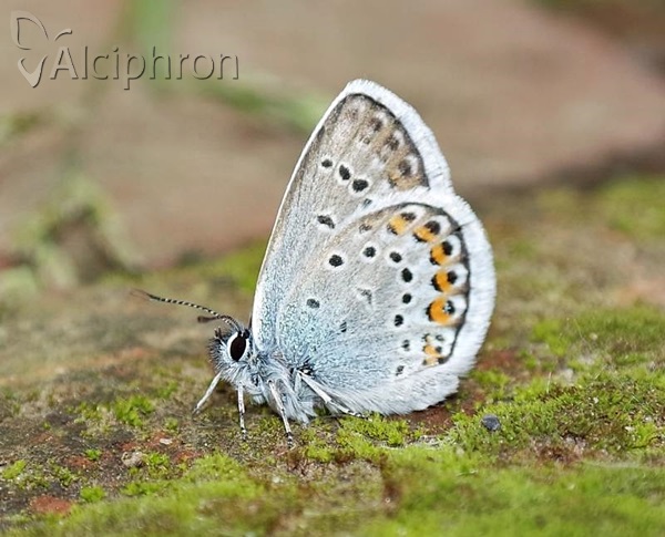 Plebejus argus
