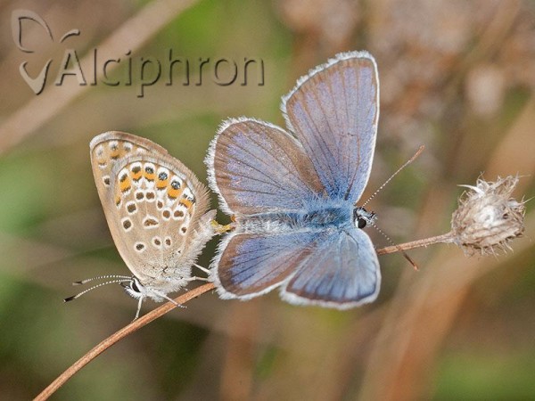 Plebejus argus