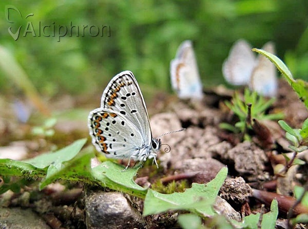 Plebejus idas