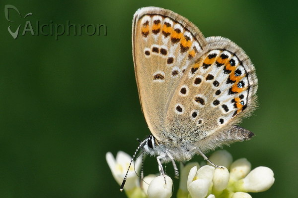 Plebejus idas