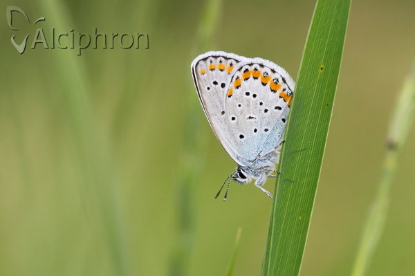 Plebejus argyrognomon