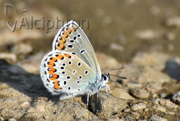 Plebejus argyrognomon