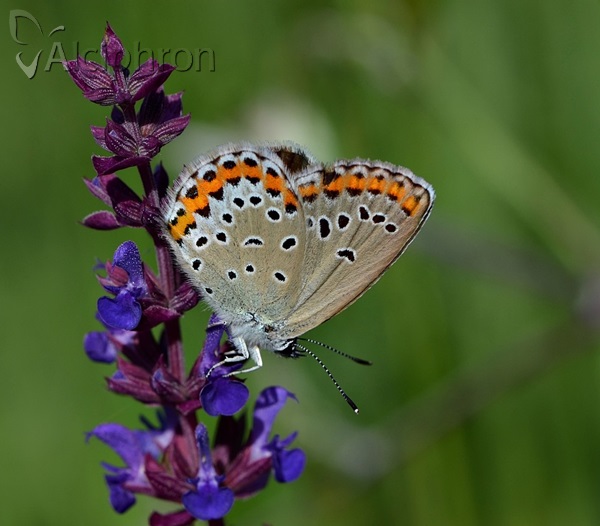 Plebejus argyrognomon