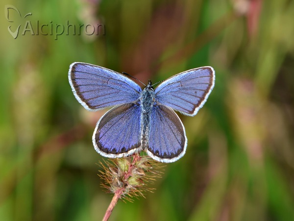 Plebejus argyrognomon
