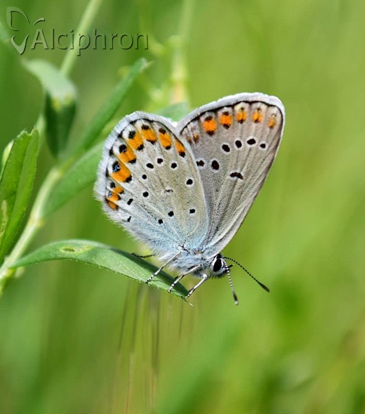 Plebejus argyrognomon