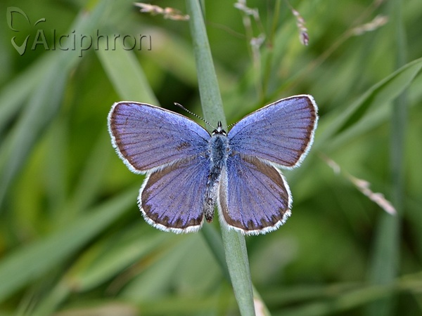 Plebejus argyrognomon
