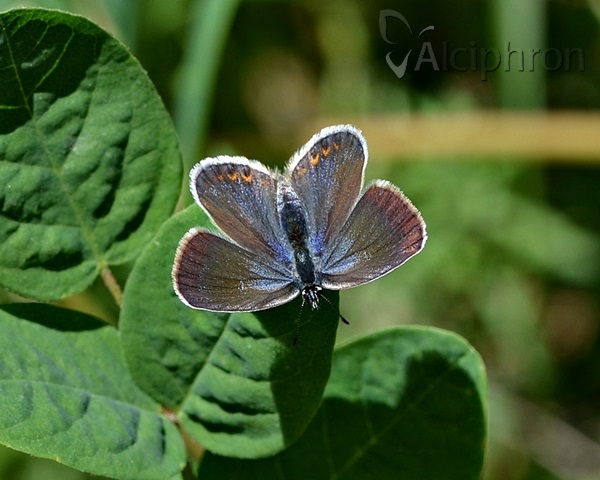 Plebejus argyrognomon