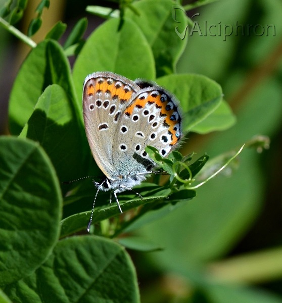 Plebejus argyrognomon