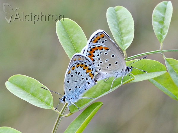 Plebejus argyrognomon