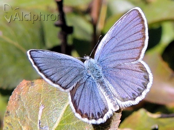 Plebejus argyrognomon