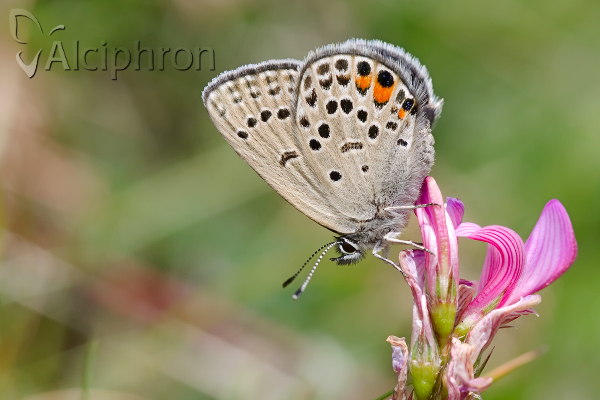 Vacciniina optilete