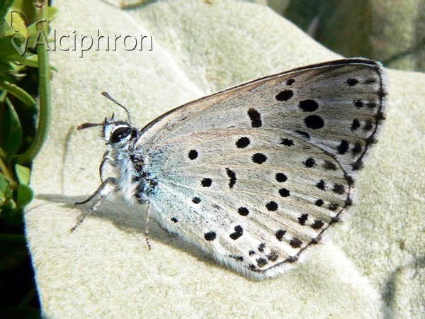 Phengaris arion