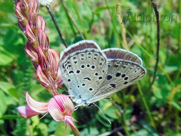 Phengaris arion