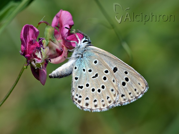 Phengaris arion