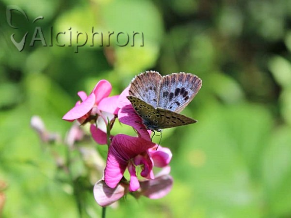 Phengaris arion