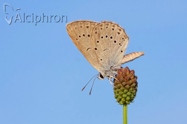 Phengaris teleius