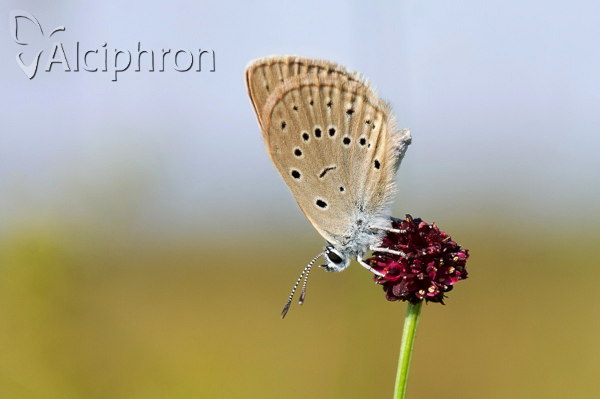 Phengaris teleius