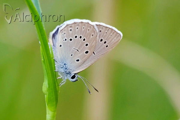 Phengaris teleius