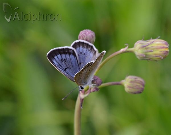 Phengaris teleius