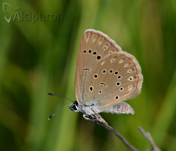Phengaris teleius