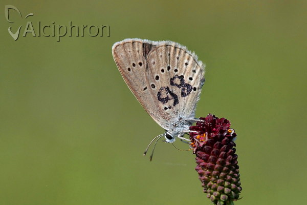Phengaris teleius
