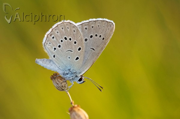 Phengaris teleius