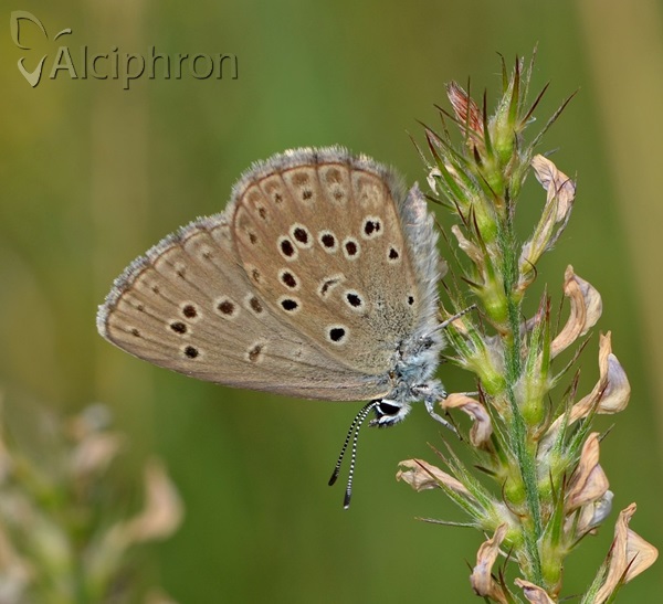 Phengaris alcon
