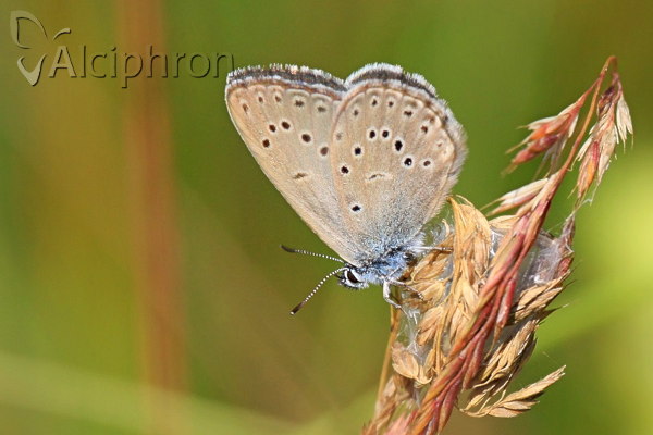 Phengaris alcon
