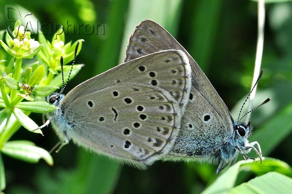 Phengaris alcon