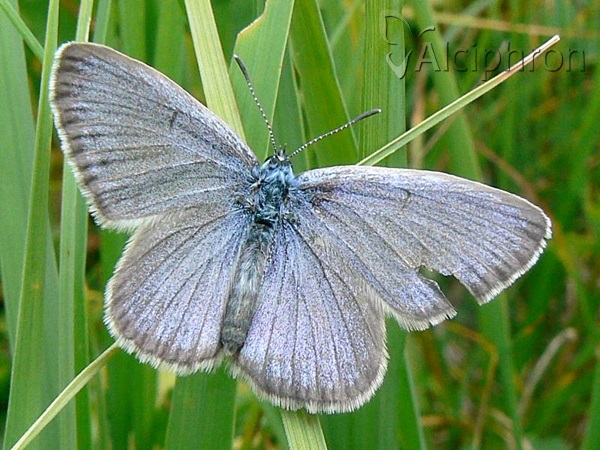 Phengaris alcon