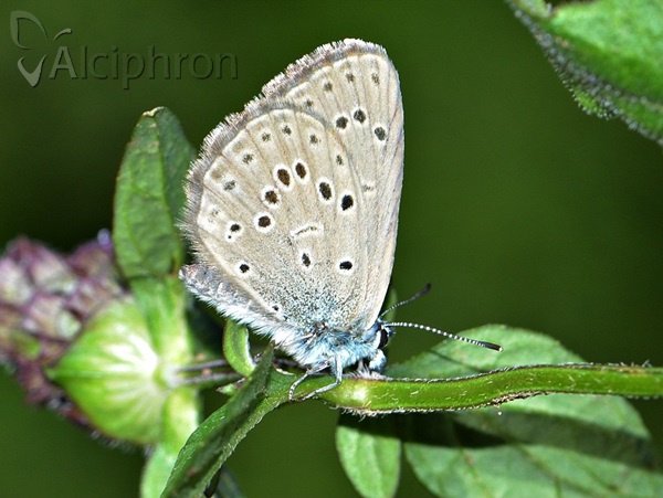 Phengaris alcon
