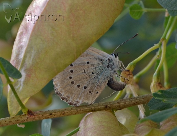 Iolana iolas