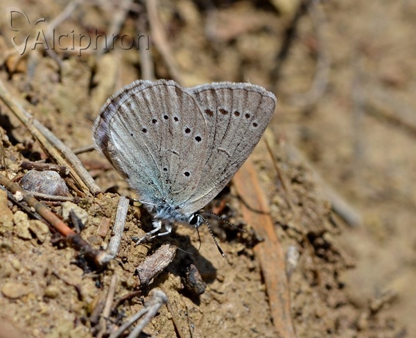 Iolana iolas