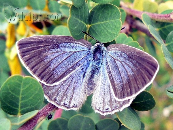 Iolana iolas