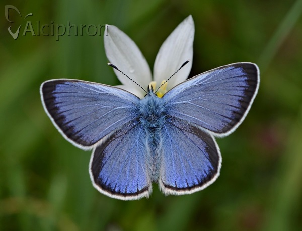 Glaucopsyche alexis