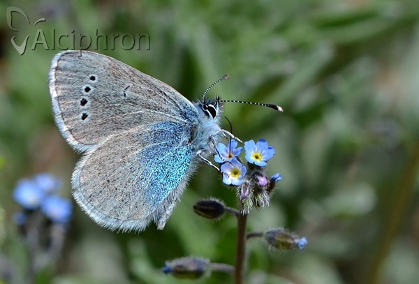 Glaucopsyche alexis